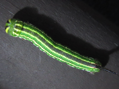 Sphinx morio arestus