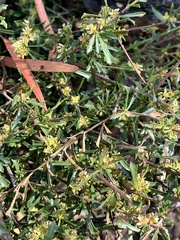 Dodonaea peduncularis