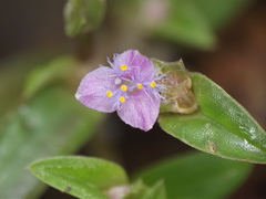 Cyanotis fasciculata
