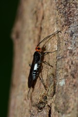 Callibracon capitator