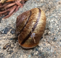 Helminthoglypta exarata