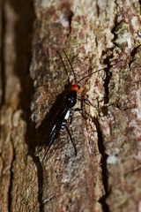 Callibracon capitator