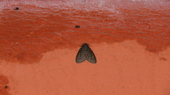 Olepa ricini