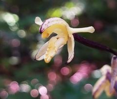 Aphyllorchis montana