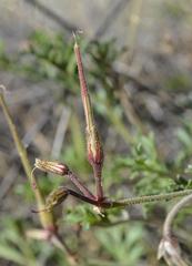 Pelargonium dolomiticum
