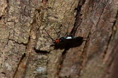 Callibracon capitator