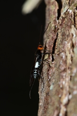 Callibracon capitator