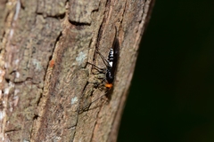 Callibracon capitator