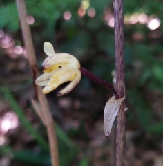 Aphyllorchis montana