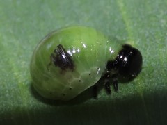 Calomela pallida