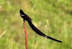 Euplectes progne progne