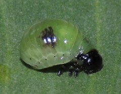 Calomela pallida
