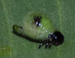Calomela pallida