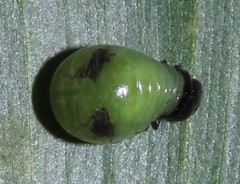 Calomela pallida