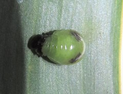 Calomela pallida