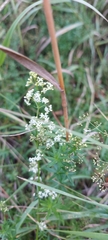Galium mollugo