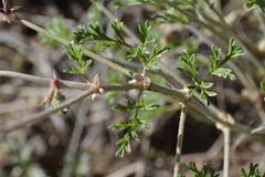 Pelargonium dolomiticum