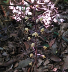 Aphyllorchis montana