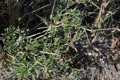 Pelargonium dolomiticum