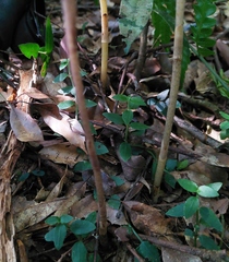 Aphyllorchis montana