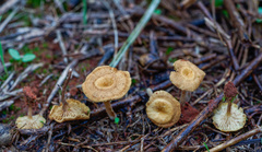 Crepidotus subfulviceps