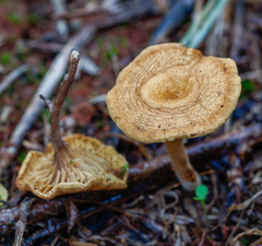 Crepidotus subfulviceps