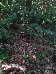 Aphyllorchis montana