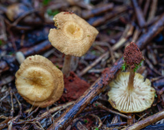 Crepidotus subfulviceps