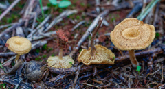 Crepidotus subfulviceps