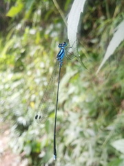 Coeliccia membranipes