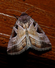 Eucarta virgo