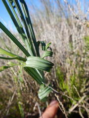 Babiana spiralis