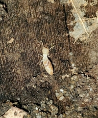 Termitoidae