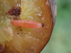 Grapholita funebrana