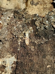 Termitoidae