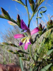 Babiana spiralis