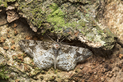 Alcis admissaria