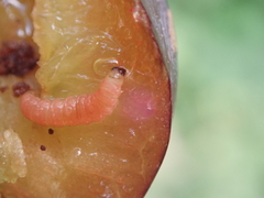 Grapholita funebrana