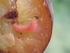 Grapholita funebrana