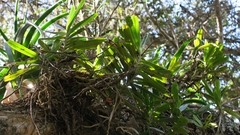 Cyrtorchis arcuata
