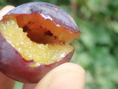 Grapholita funebrana