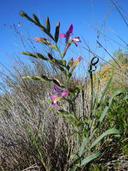 Babiana spiralis