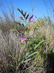 Babiana spiralis