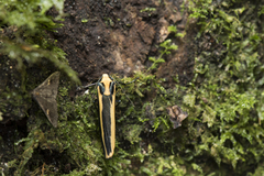 Chrysorabdia vilemani
