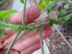 Gossypioides kirkii