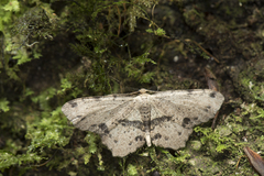 Microcalicha melanosticta
