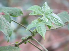 Gossypioides kirkii