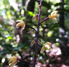 Aphyllorchis montana