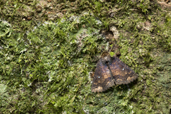 Hypersypnoides punctosa