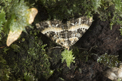 Harutalcis fumigata